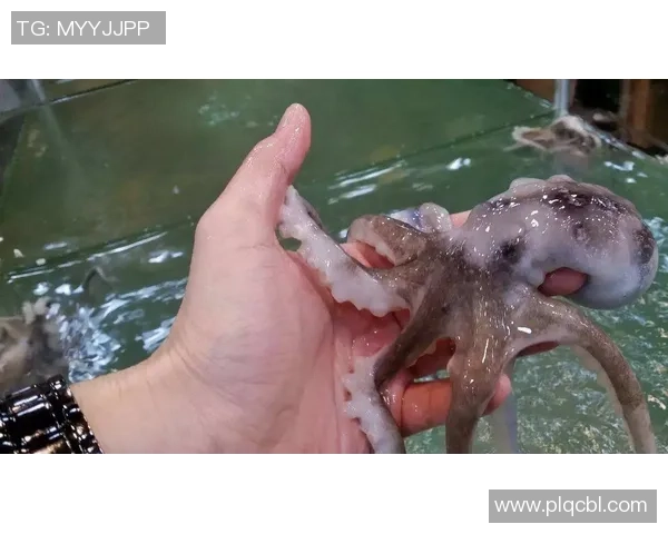 厦门这儿八爪鱼出没！“一钓一个准，比鱼还好钓！”